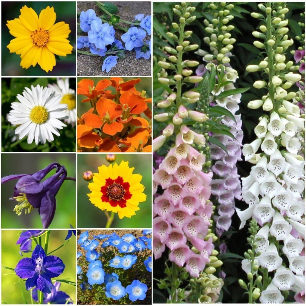 GMO Free Wildflower Seed Mix – 30000 Count for Butterfly Gardens – Mixed Colors