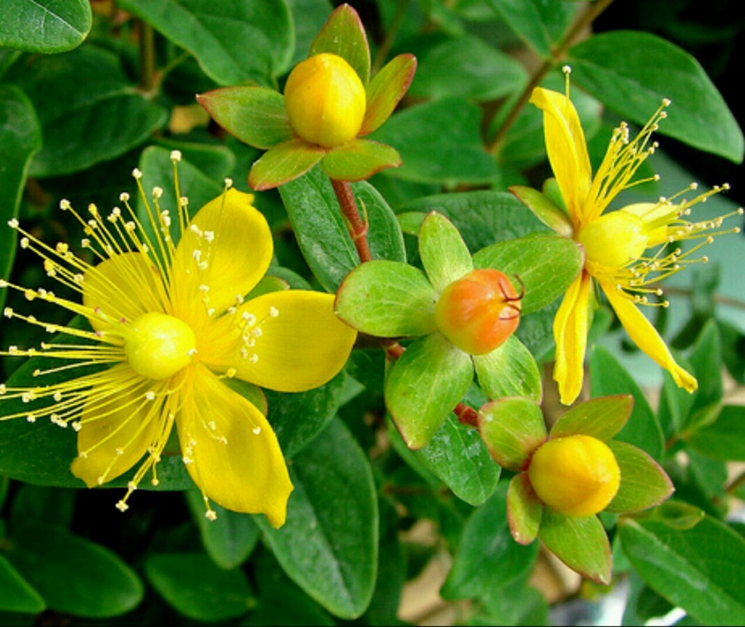100+ Organic St. John’s Wort seeds ~Hypericum perforatum~ *Free US shipping*