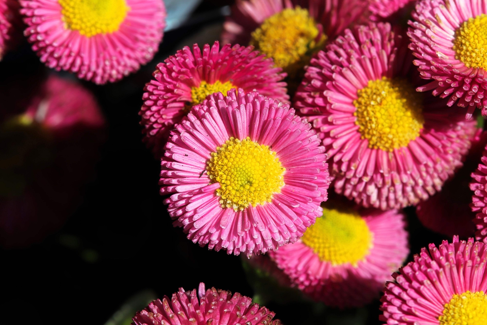 100 PINK ENGLISH DAISY Bellis Perennis Flower Seeds *Flat S/H