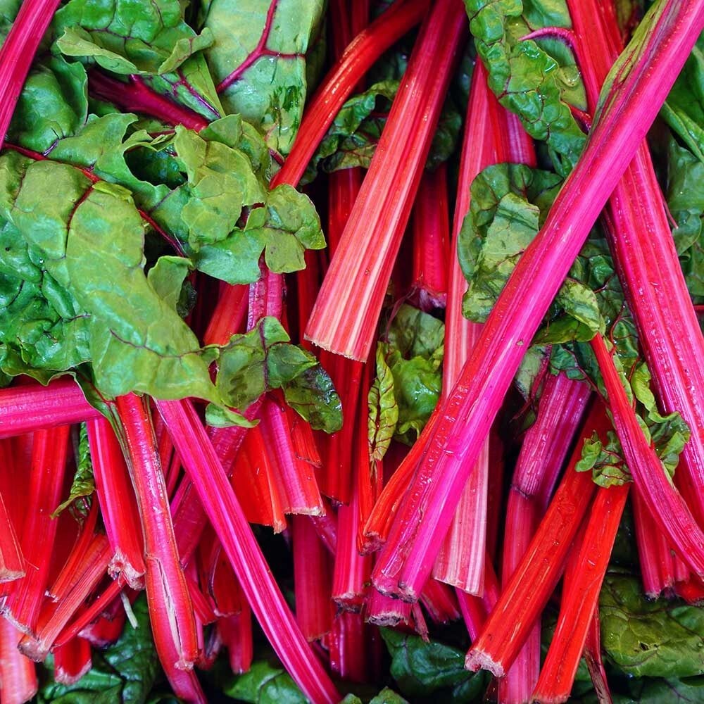 Rhubarb Red Swiss Chard Seeds 50 Ct Vegetable Garden Heirloom USA NON-GMO