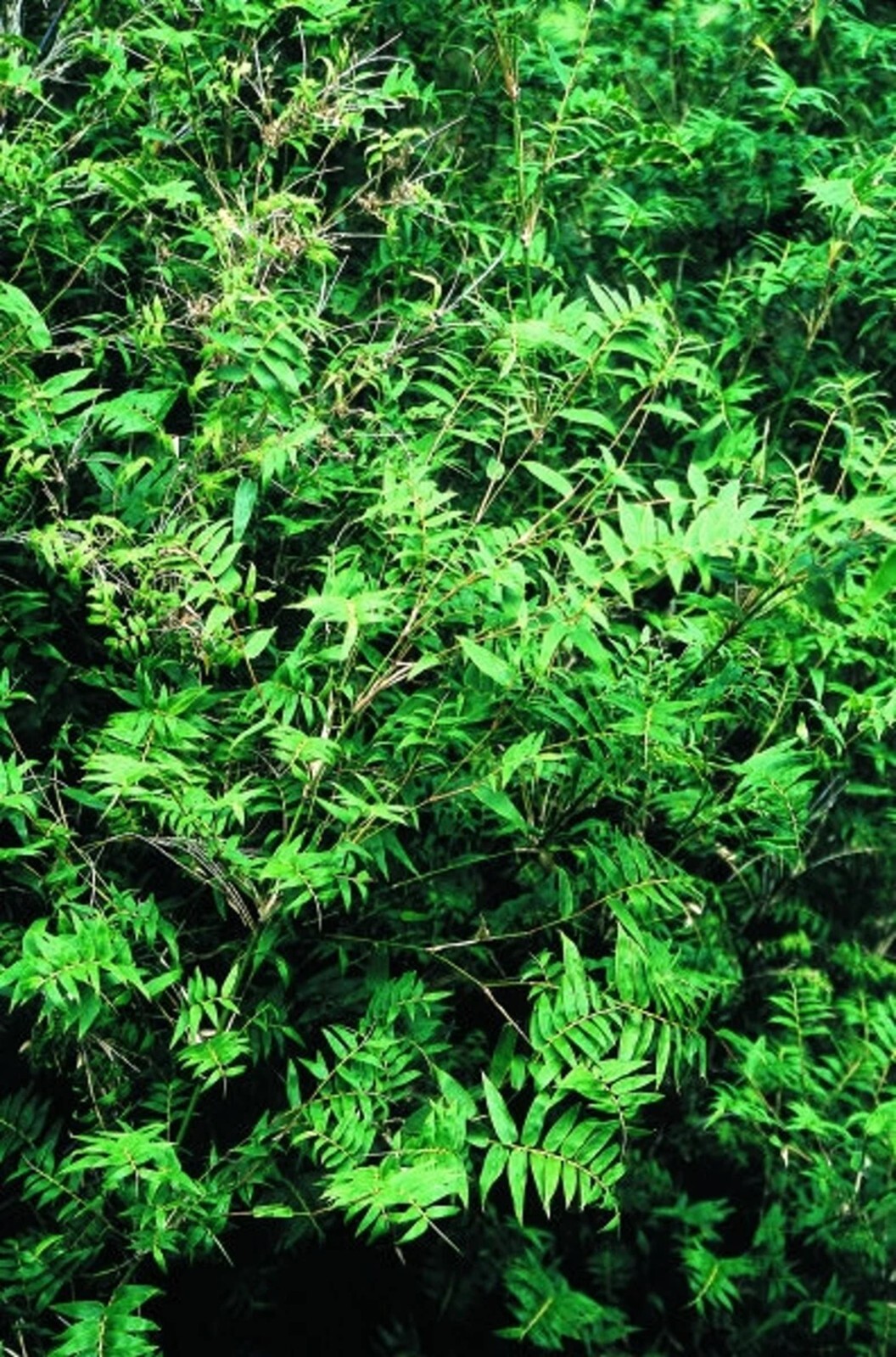 100 Fernleaf Bamboo Seeds Perennial Seed Ornamental Privacy US SELLER