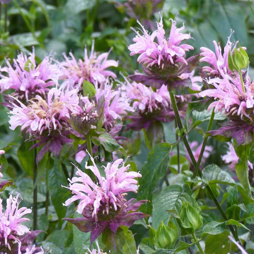 2000 Seeds Pink Monarda Seed For Planting – Fistulosa Bergamot Bee Balm