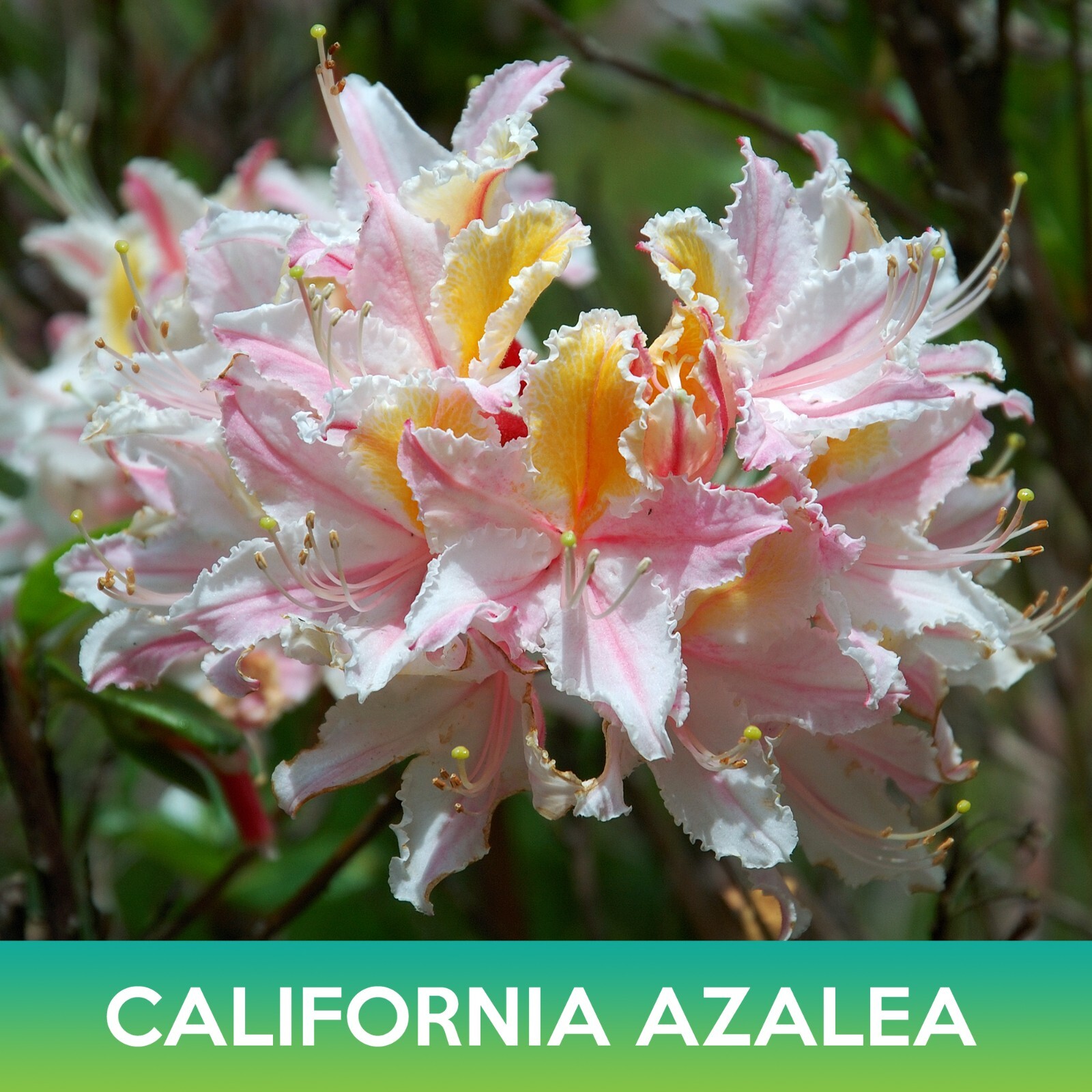 California Azalea Tree Seeds, Western Azalea, Rhododendron occidentale
