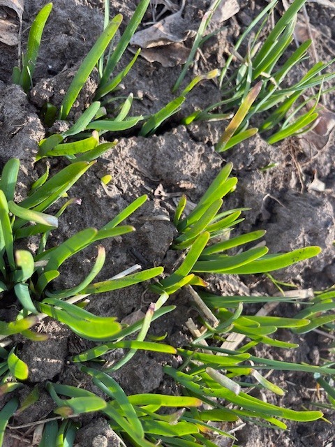 30 Garlic Chive  Roots, Organic, non-GMO