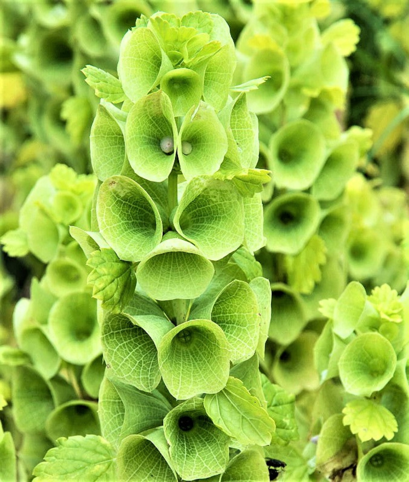 Bells of Ireland Seeds Mix 100 Seeds NON-GMO BUY 4 GET FREE SHIPPING