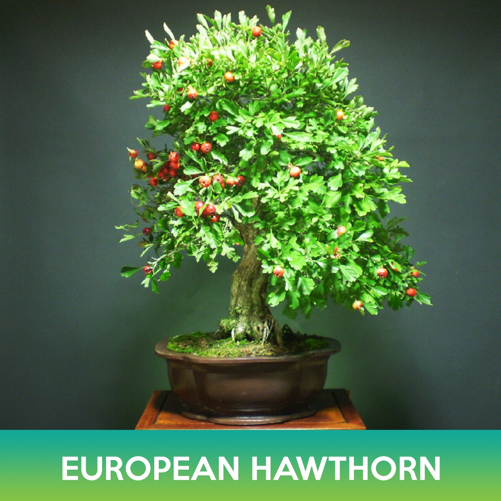 European Hawthorn Tree Seeds, Crataegus monogyna