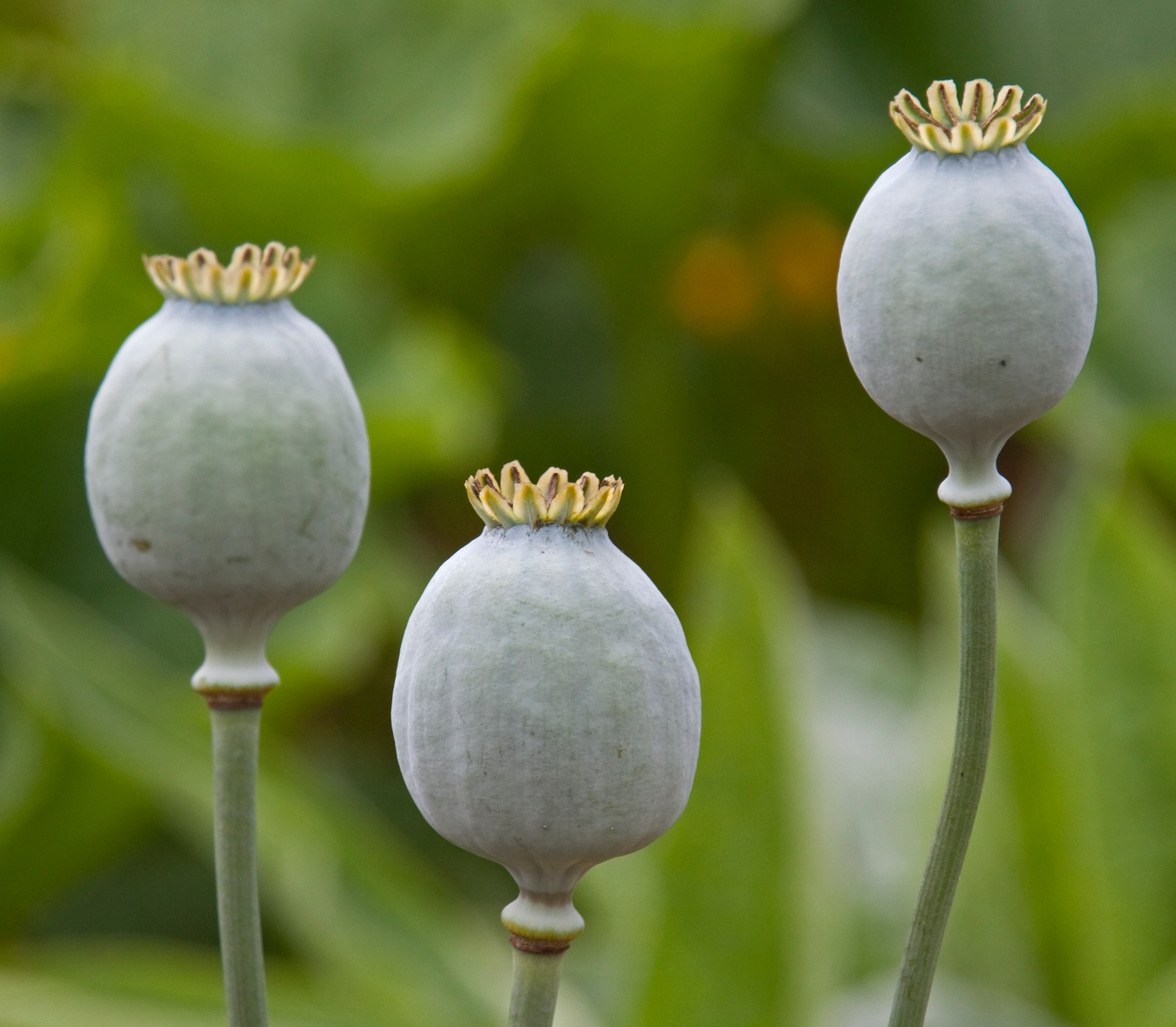 85,000 – 1 Ounce | Lauren’s Grape P. Somniferum Poppy Seeds – Fresh Bulk Seeds