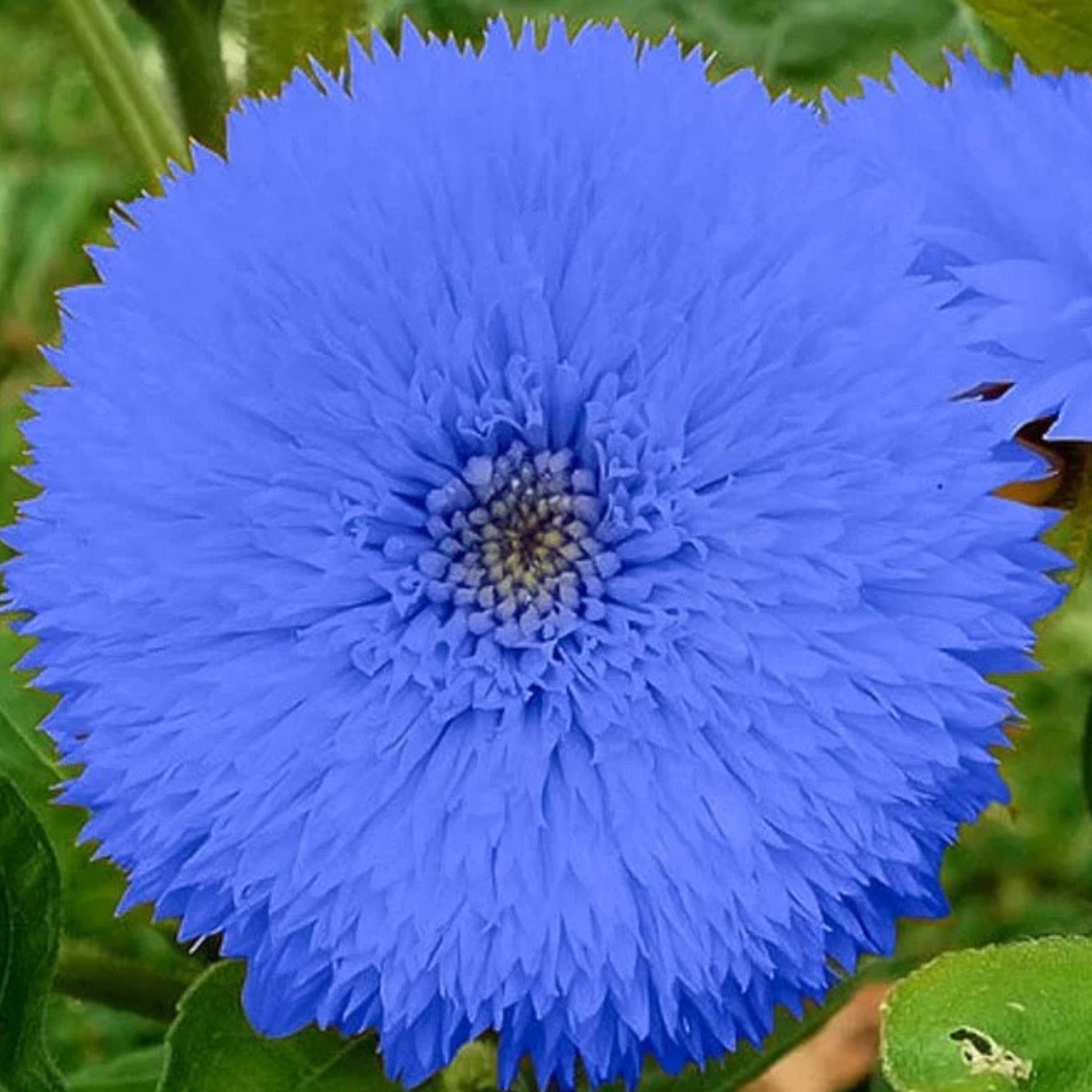 50pcs Blue Teddy Bear Sunflower Seeds – Stunning Annual Blooms for Your Garden.