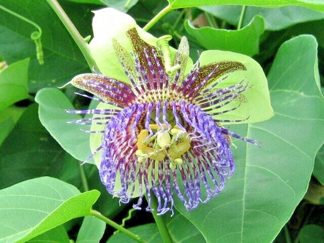 SWEET CALABASH Seeds *FREE Shipping!* Passiflora maliformis Fruit Vine 10+ SEEDS