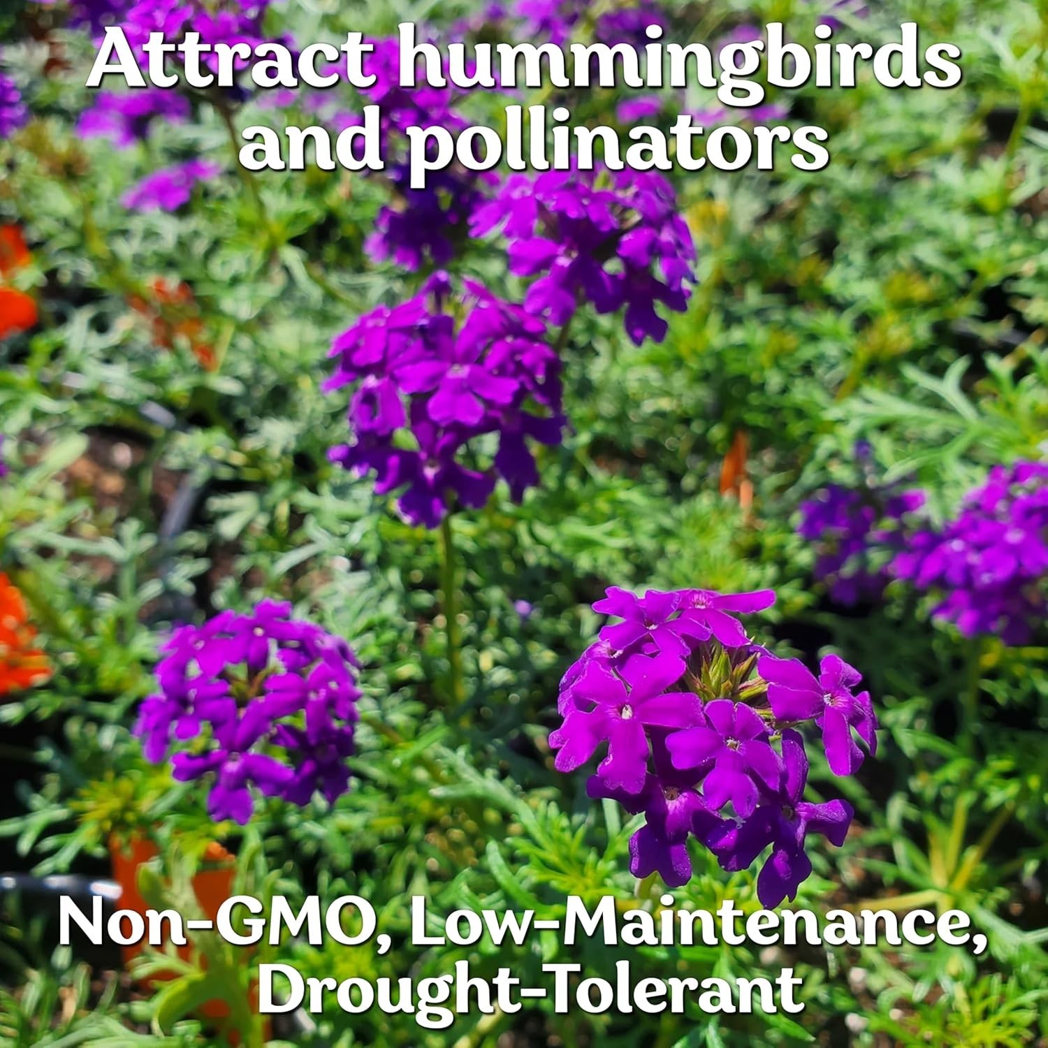 Perennial Purple Moss Verbena Seeds – 1000 Count for Stunning Ground Cover