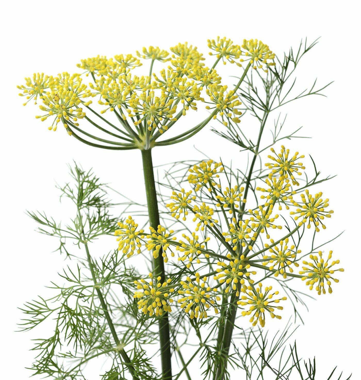 Organic Mammoth Dill – Anethum graveolens