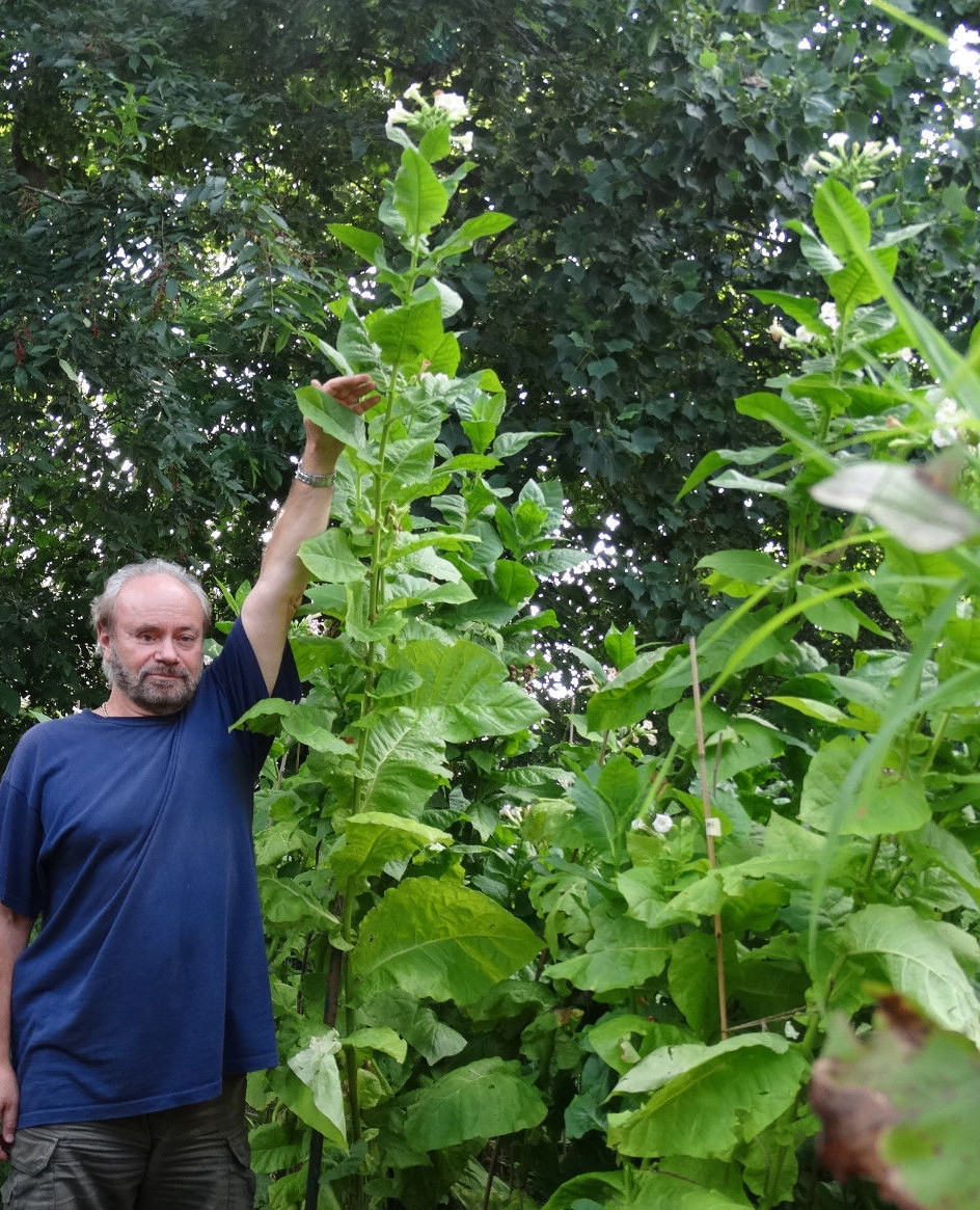 African Red HIGH NICOTINE Tobacco 1000+ seeds 0.1gr How to Grow Incl. 2023 Crop