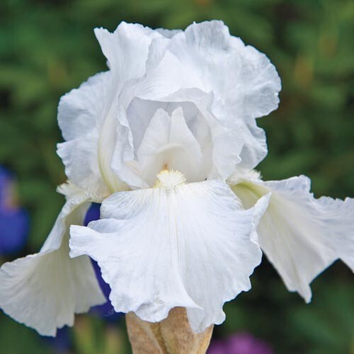 1 – WHITE IMMORTALITY GERMAN BEARDED IRIS Bulb Root Rhizome * Reblooming