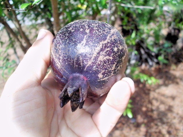 20 EIGHT BALL POMEGRANATE SEEDS – Punica granatum “Eight Ball”