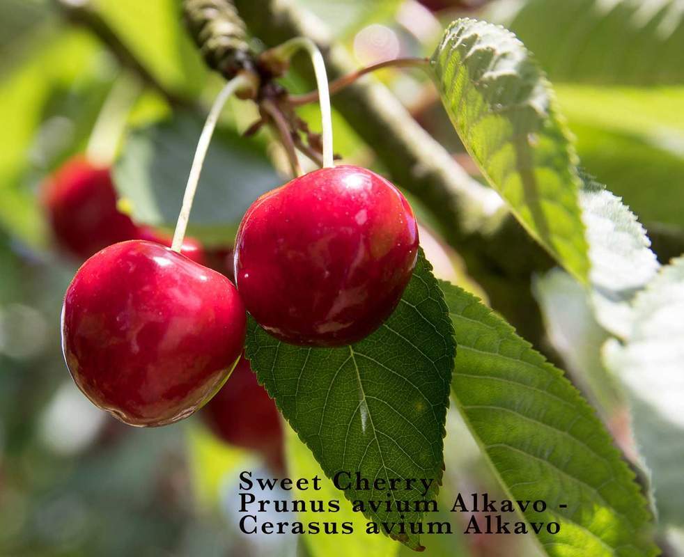 1-1000 PCS Mazzard Cherry Tree Seeds Prunus Avium Alkavo White Flower Red 0136