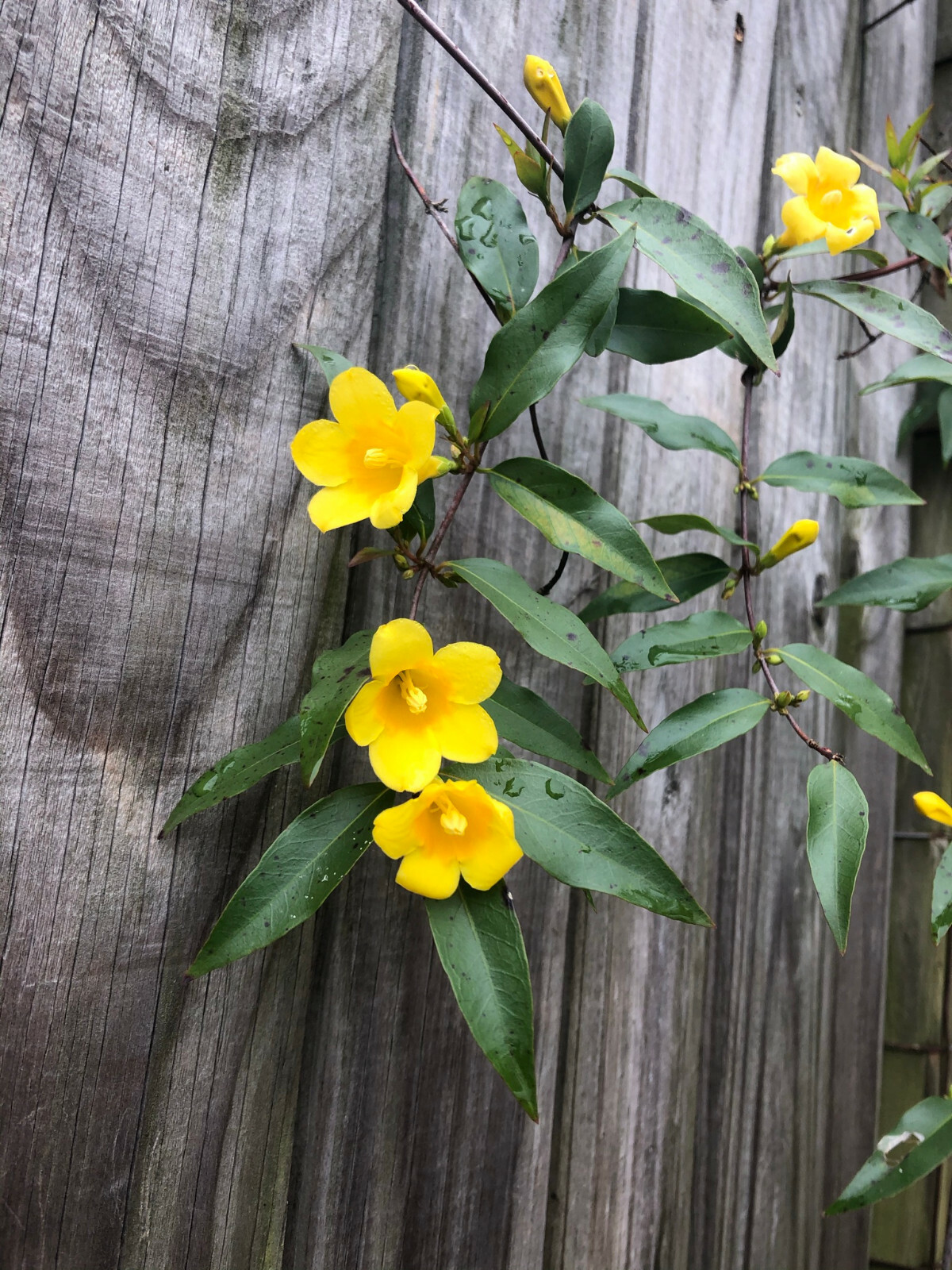Carolina Yellow Jasmine (Gelsemium sempervirens) Fragrant Beautiful Vine [40+ct]
