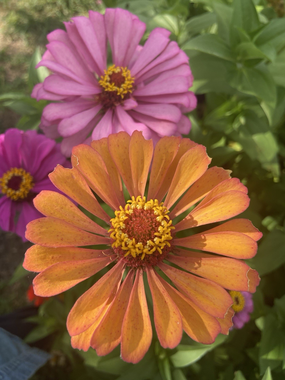ZINNIA – 50 Fresh Seeds – Mixed Colors – GORGEOUS Blooms!! FREE Shipping