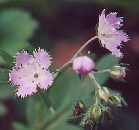 Phacelia purshii 1,000 seeds