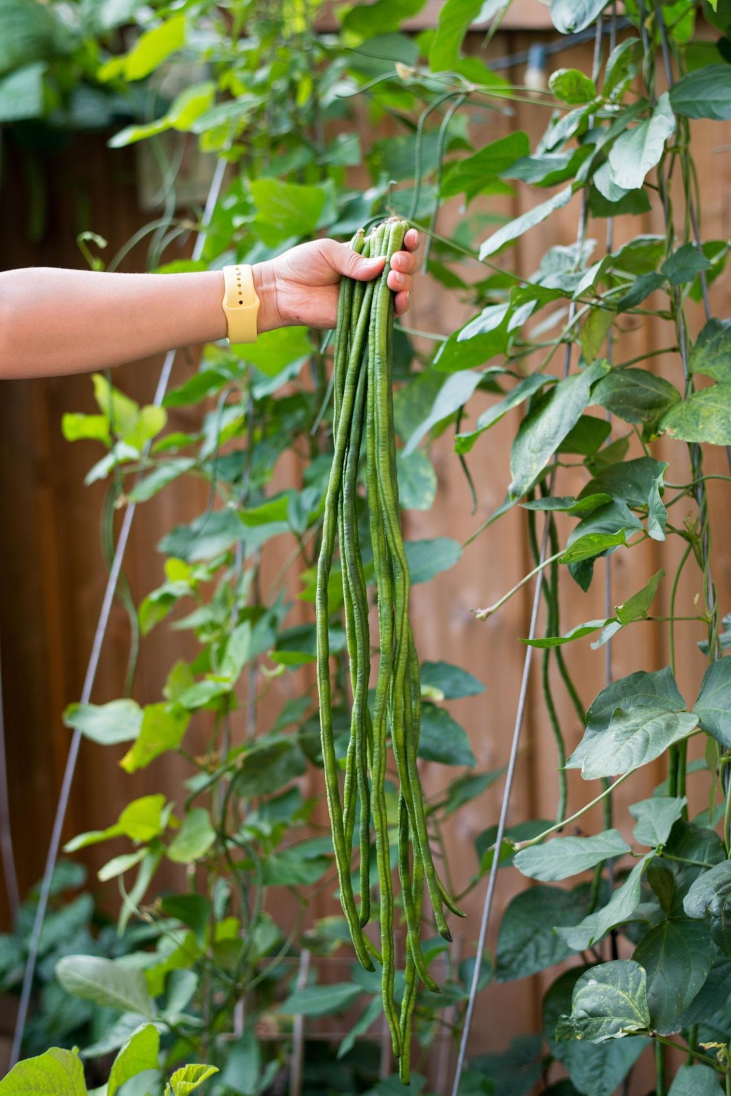 Stringless Yardlong Bean Seeds Tender Non-GMO Vegetable Garden Variety