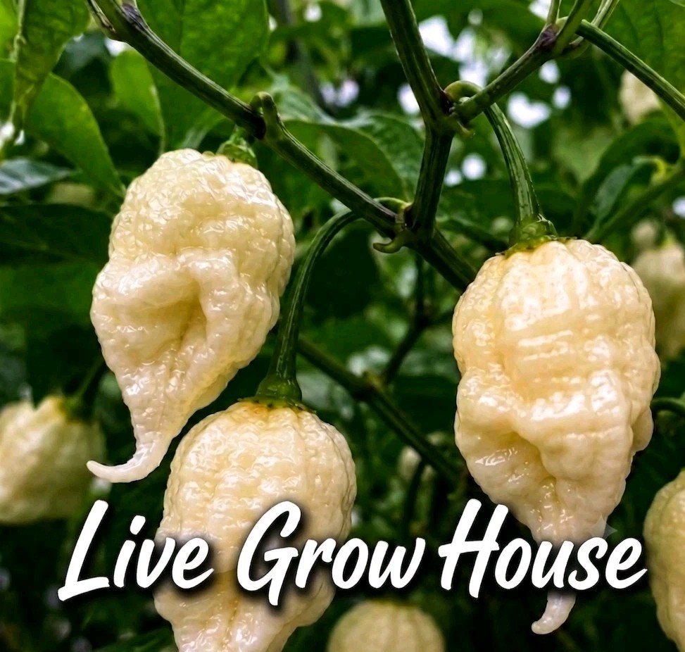 🌶️ White Ghost Scorpion Pepper Seeds (10) | OPEN POLLINATED | Superhot