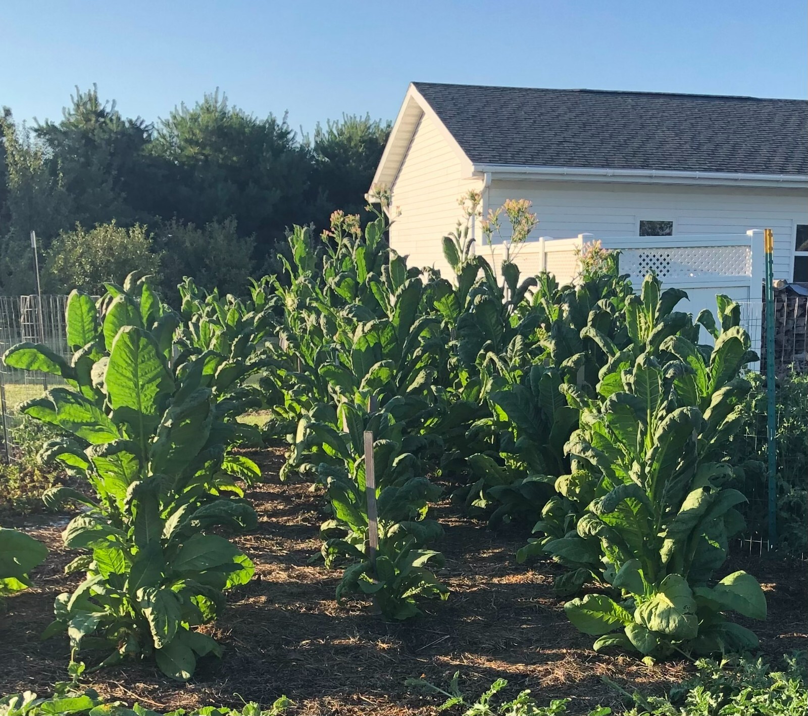 Virginia Gold Tobacco Seeds (approx. 2,000 seeds)