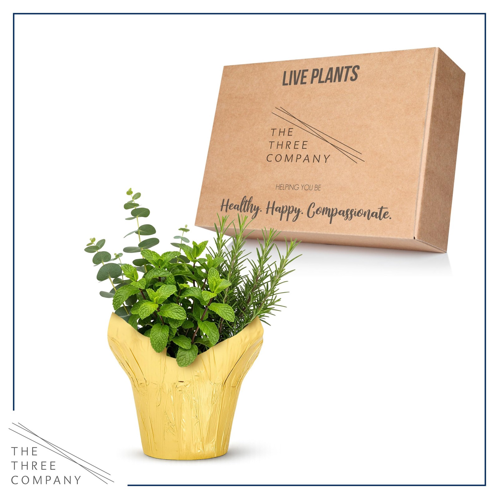 Live Aromatic and Healthy Herb Combo in Deco Cover – Breathe Better, Combo In…