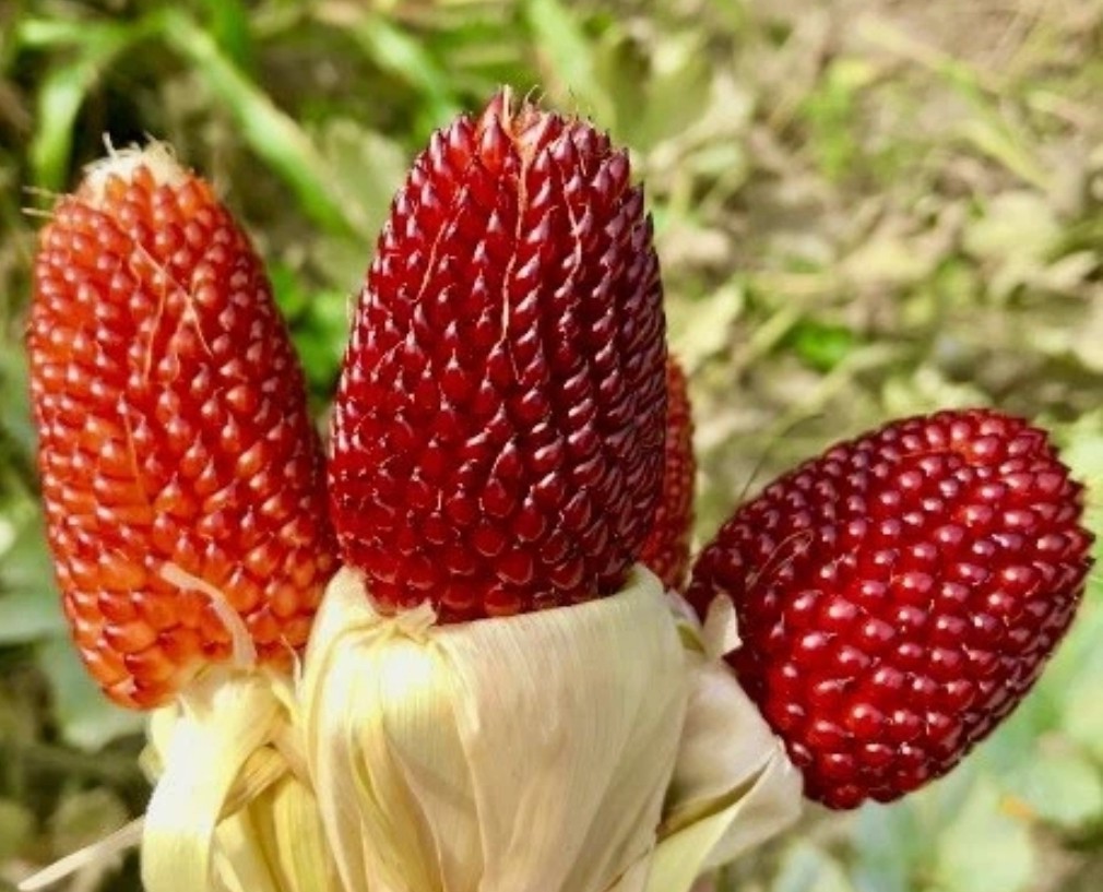 25 RARE Vermillion Gem Popcorn Corn Seeds. Popping style corn