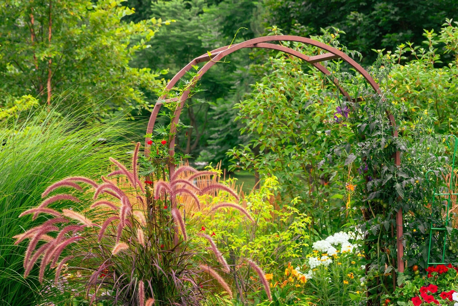 25 PURPLE FOUNTAIN GRASS Ornamental Pennisetum Setaceum Dark Burgundy Flower See