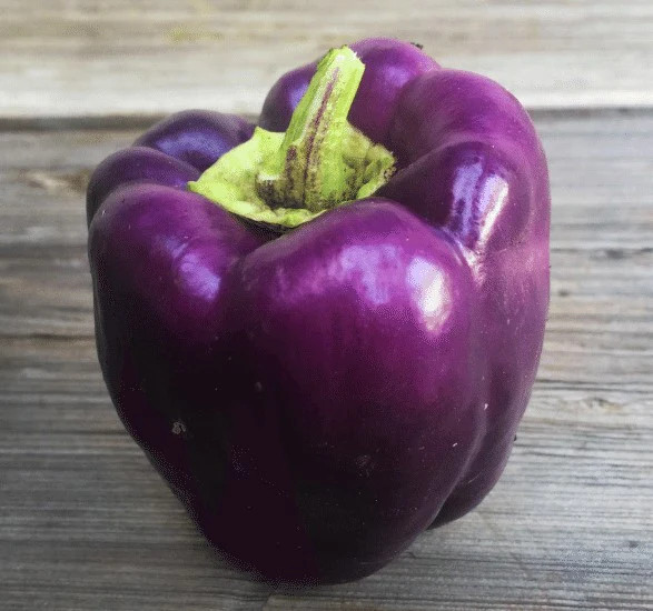 Purple Beauty Sweet Bell Pepper Seeds | Violet Belle Wonder Vegetable Seed 2025