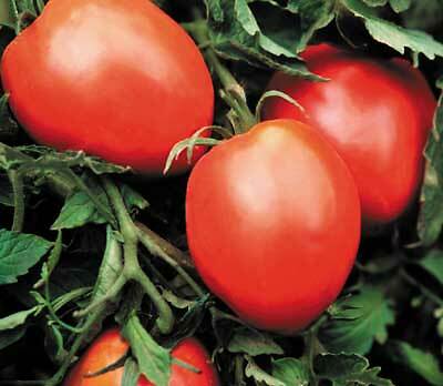 Tomato Amish Paste 250 seeds