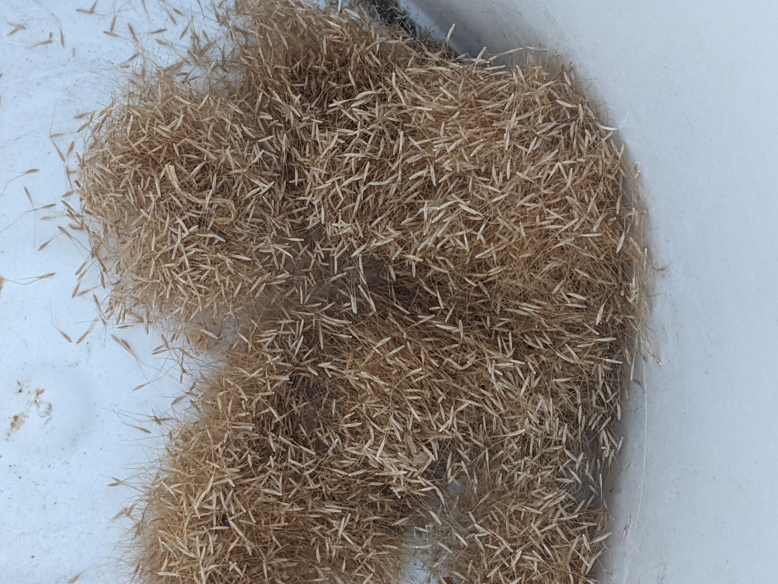 Bunny Tails Grass (200+ SEEDS) Lagurus ovatus Seeds. 2026 Crop. Grown In USA