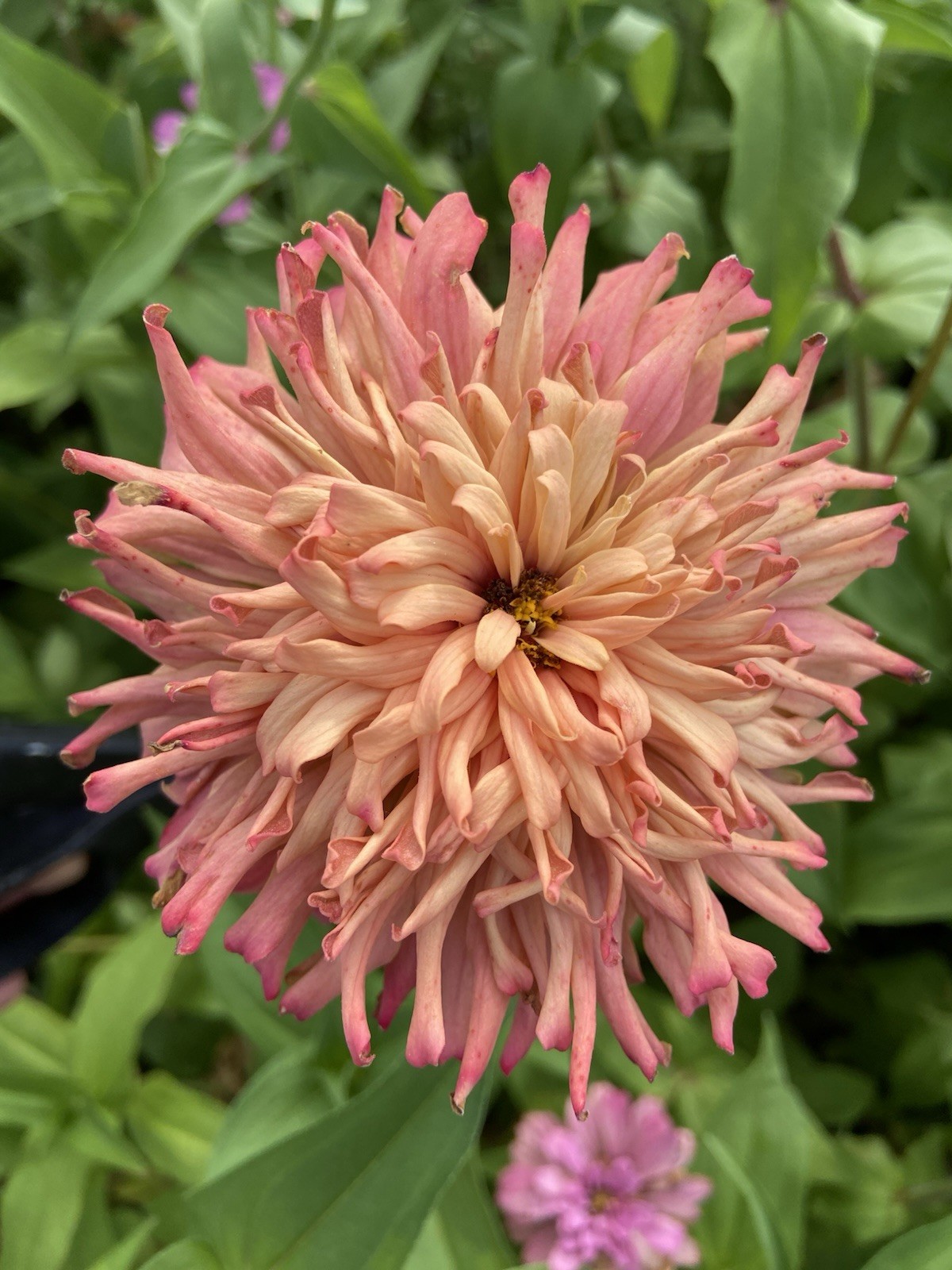 CACTUS ZINNIA – 30 Fresh Seeds – Mixed Colors – GORGEOUS Blooms!! FREE Shipping