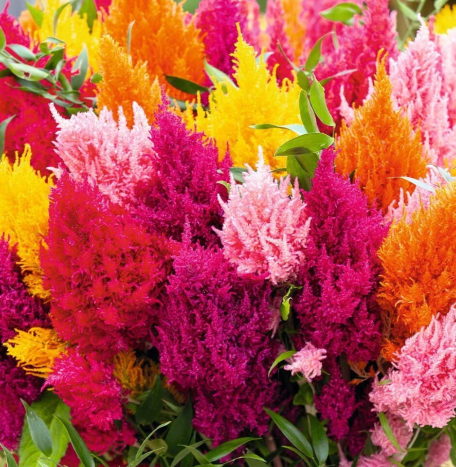 CELOSIA PAMPAS PLUME FLOWER SEEDS 100+ MIXED colors WILDFLOWER garden FREE SHIP