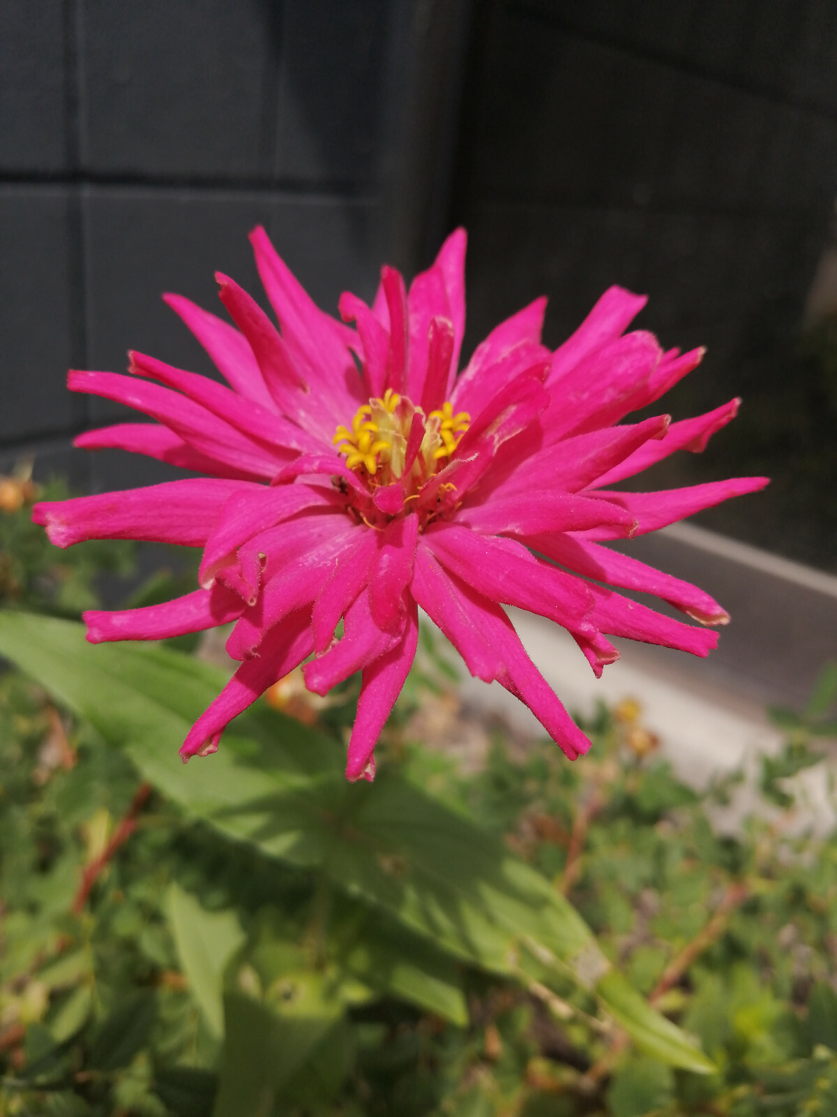 100 State Fair Mix Zinnia Zinnia elegans Seeds, Classic Cottage Garden Flowers
