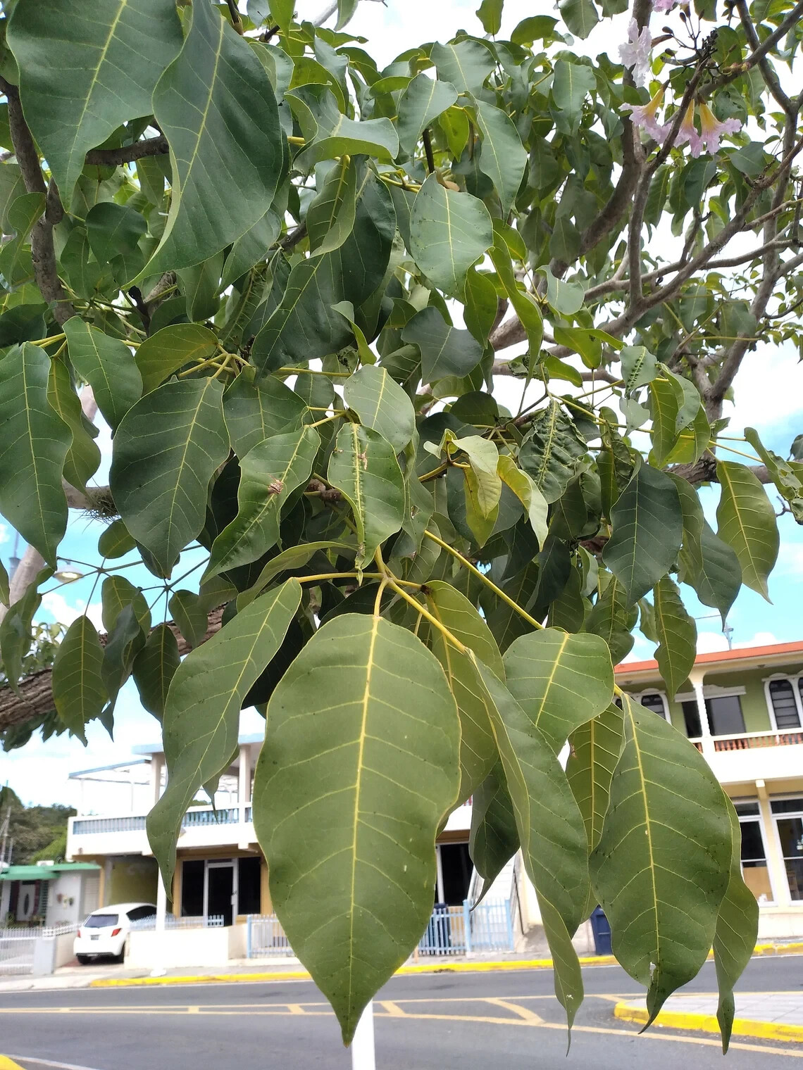 20x Pink Guayacan/Pink Trumpet tree/Handranthus Impetiginosus, Beautiful blooms!