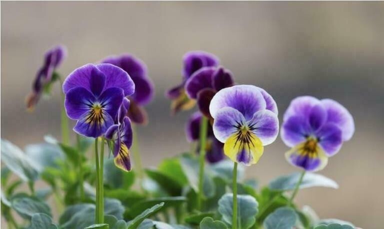 50PCS Mix Colors Violet Seeds Garden Violet Flowers Perennial (MIX Color)