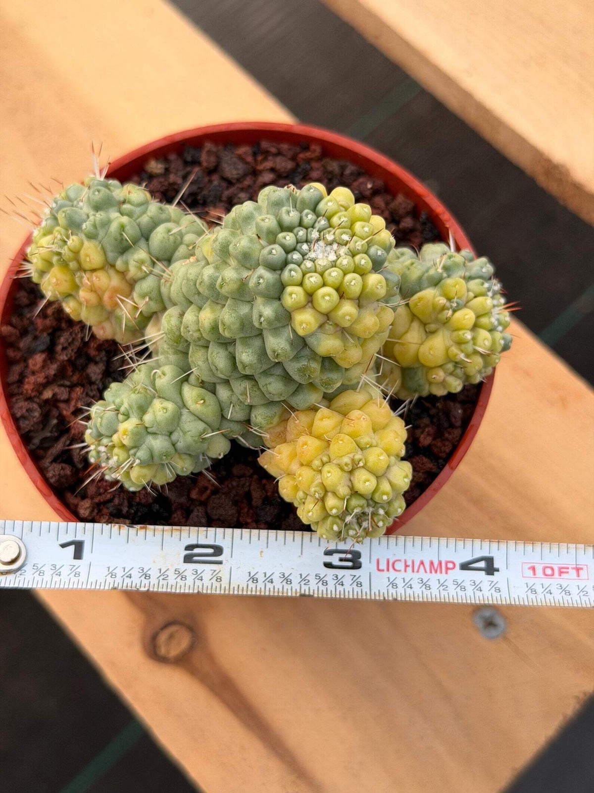 Variegated Mammillaria Schumannii – Rare Seed-Grown Cluster | Collector’s Cactus