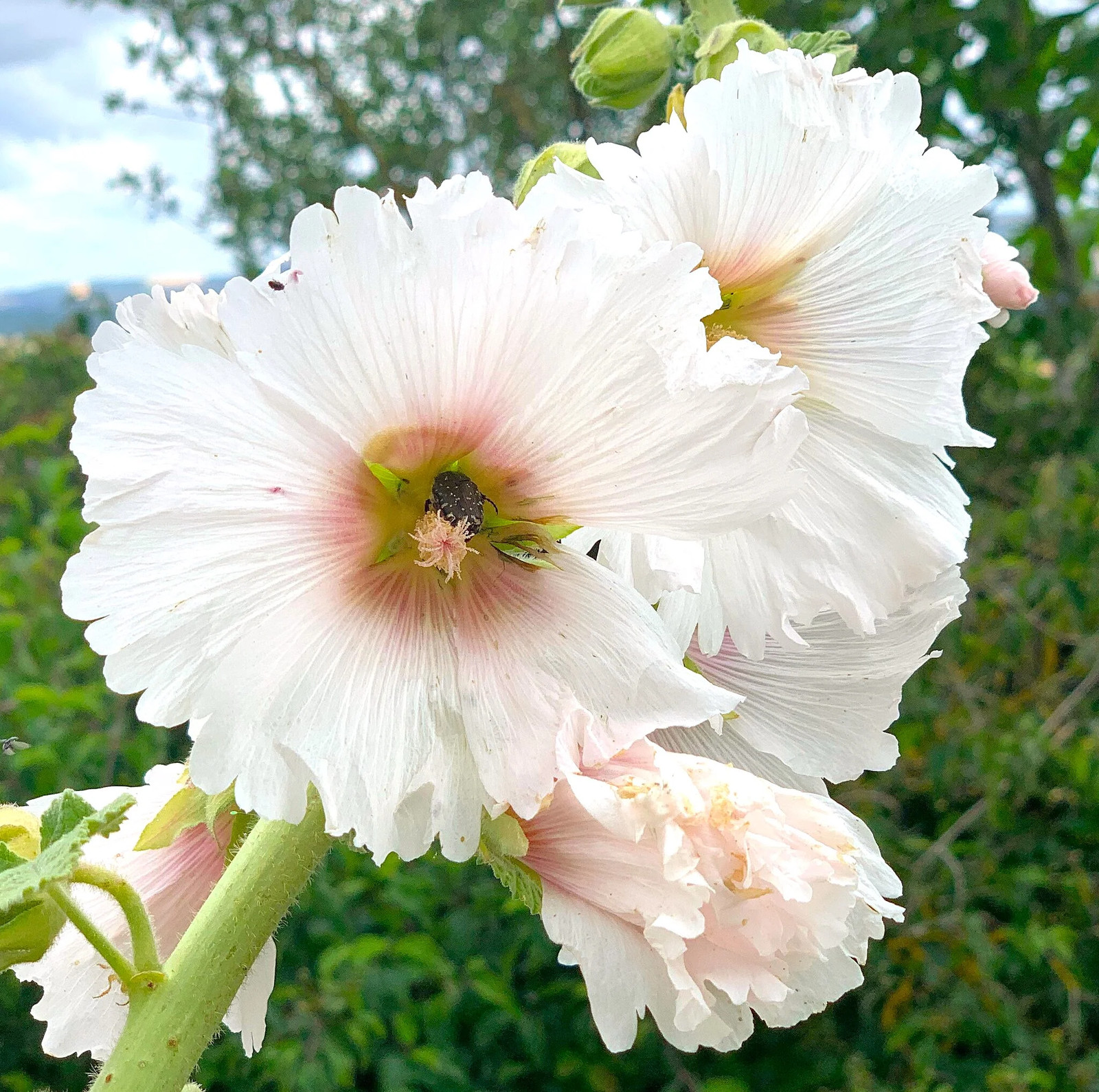 Summer Carnival Mix Hollyhock Seeds – For 2026 Planting USA Garden Flower Alcea