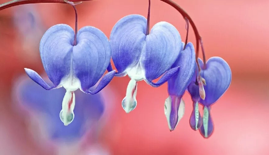 25 Light Blue Bleeding Heart Seeds Dicentra Spectabilis Shade Flower USA
