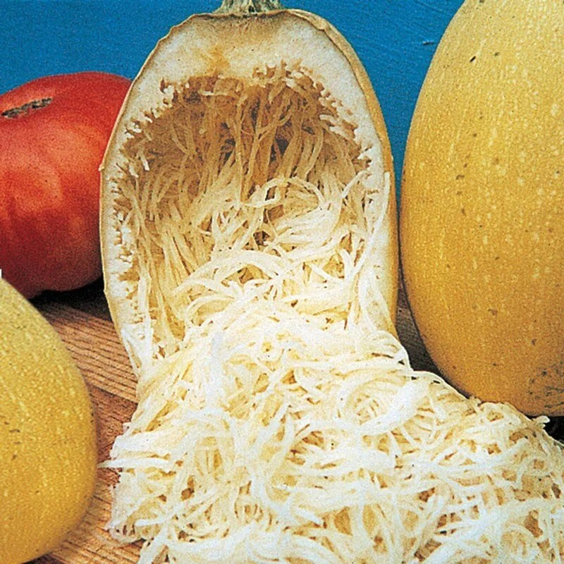 50+ SPAGHETTI SQUASH SEEDS – WINTER – HEIRLOOM – ORGANIC – NON GMO ——- FRESH