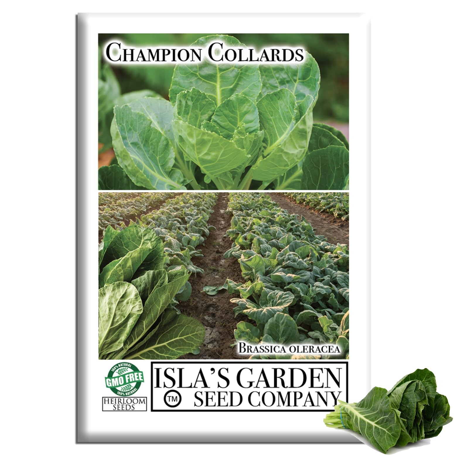 Collard Green Seeds Champion 1000+ Non GMO Heirloom Fast Growing Garden Cooking