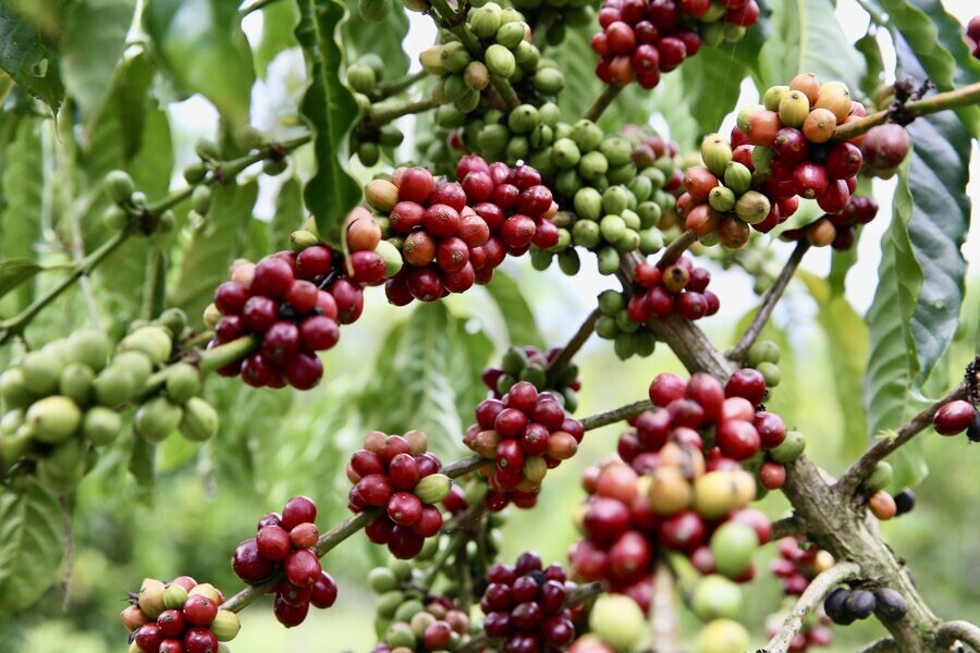 Coffee ‘Mocha’ (Coffea arabica hybrid) 2.5 inches pot size
