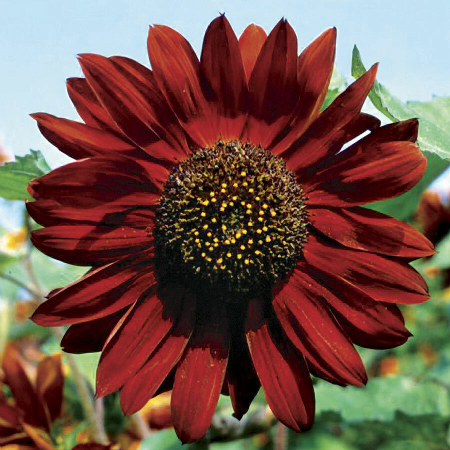 Sunflower VELVET QUEEN Heirloom 8” Blooms Birds & Butterflies Non-GMO 100 Seeds!