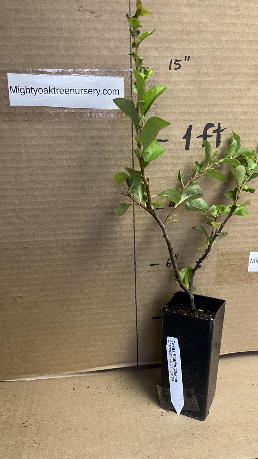 Chaenomeles Speciosa “Texas Scarlet” (Red Flowering Quince) Plant