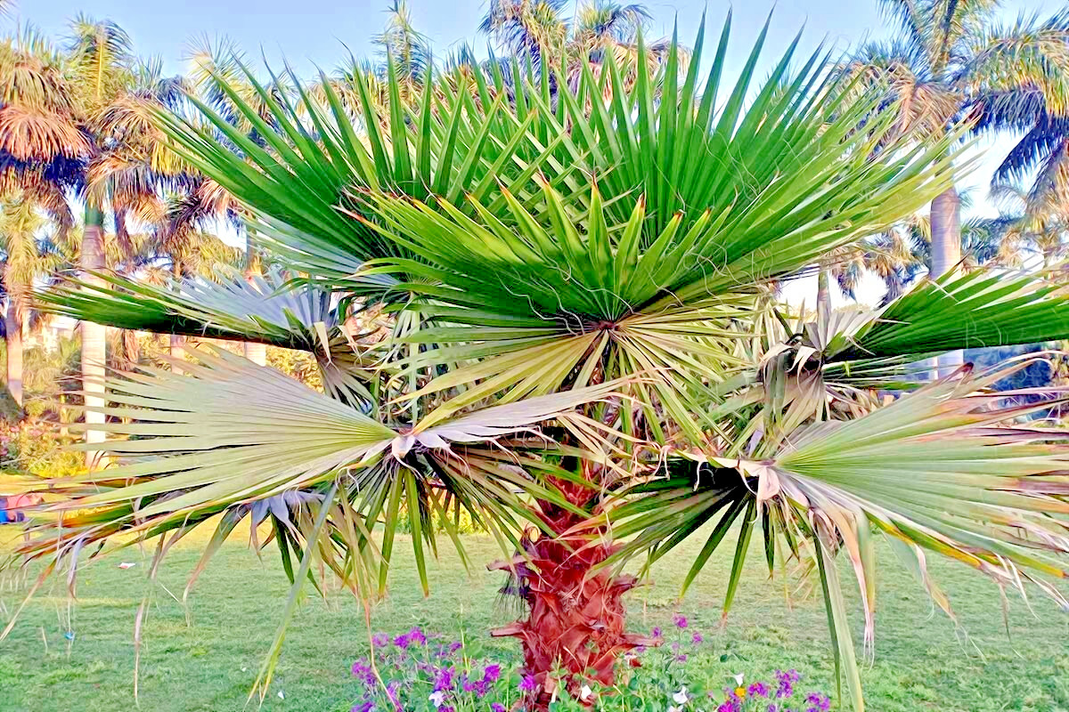 CALIFORNIA DESERT FAN PALM TREE SEEDS (Washingtonia Filifera) Cold Hardy-Zone 8