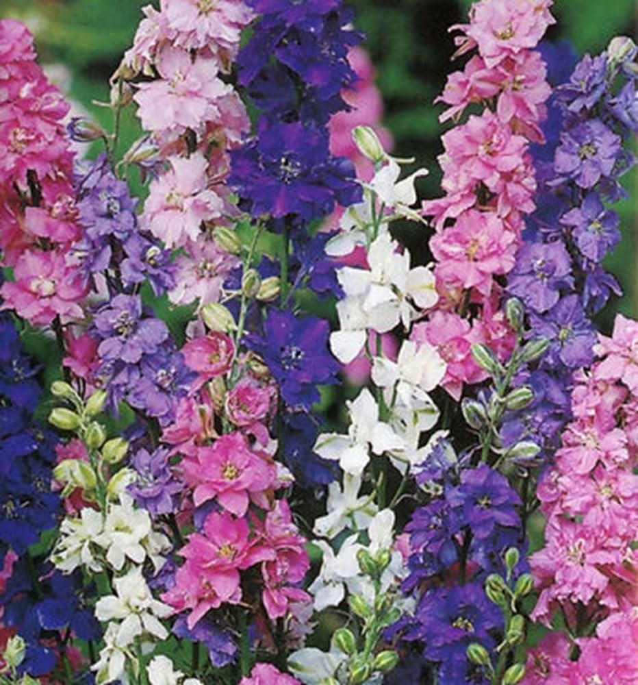 Larkspur Flower Seeds – Imperial Mix, 2000+ Non-GMO Seeds for Gardens