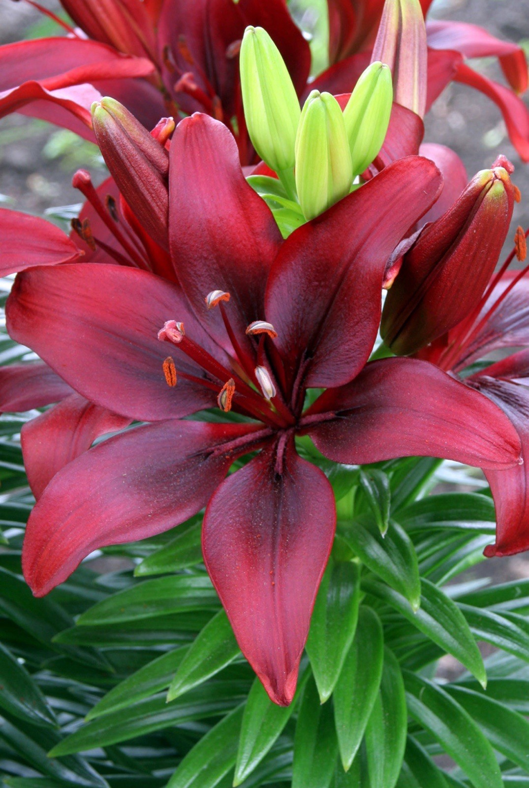 5 Happy Love Lily Bulbs, USA Farm & Company