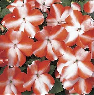 Impatiens Accent Orange Star Premium 500 seeds