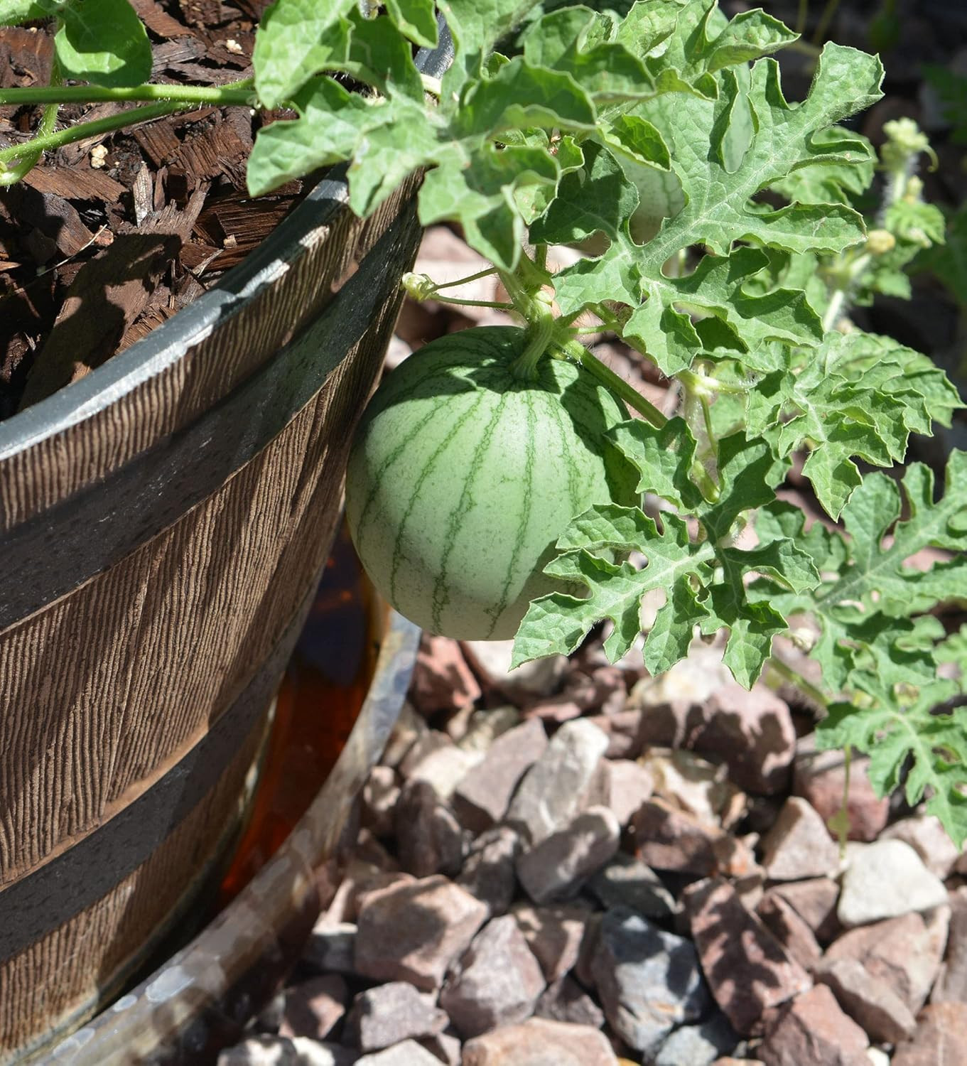 50 Sugar Baby Watermelon Seeds for Planting – Heirloom Non-Gmo USA Grown Premium