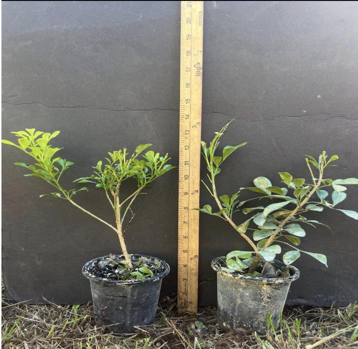 4″Pot of Chinese Perfume Plant-Aglaia odorata-False Lemon Tree-Lemon Scented